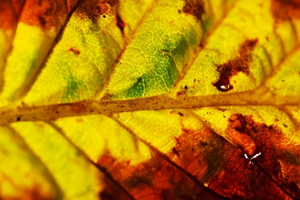 macro of an autumn leaf