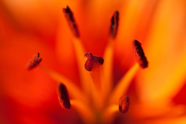 macro of red lily