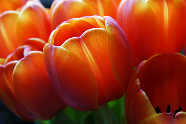 macro tulip 2