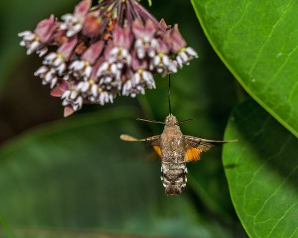 macroglossum stellatarum porcellus porcellus macroglossum stellatarum 