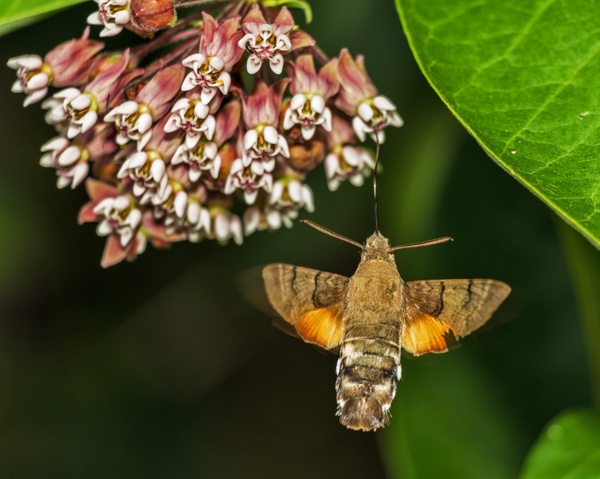 macroglossum stellatarum porcellus porcellus macroglossum stellatarum 