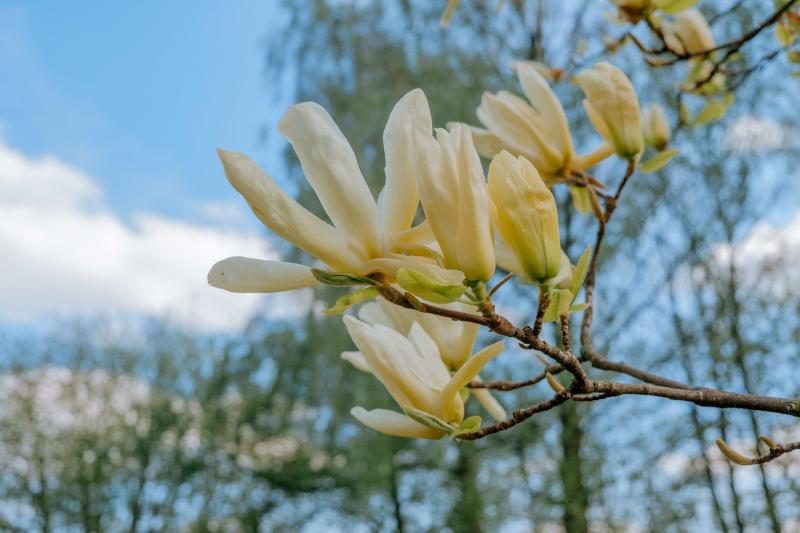 magnolia blossom picture elegant bright 