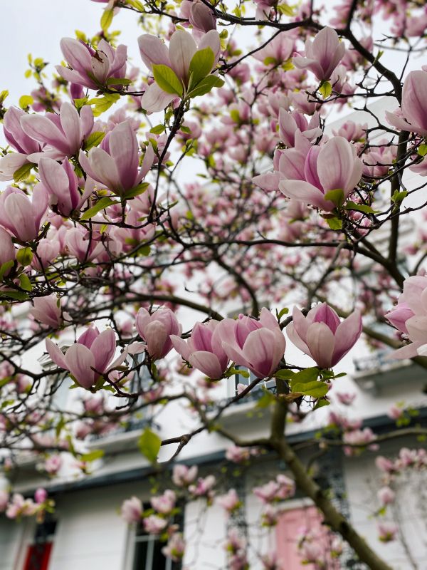 magnolia blossom scene picture elegant realistic 