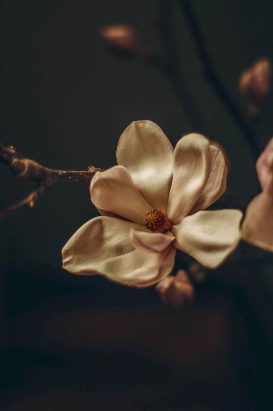 magnolia flora backdrop picture dark closeup classic 