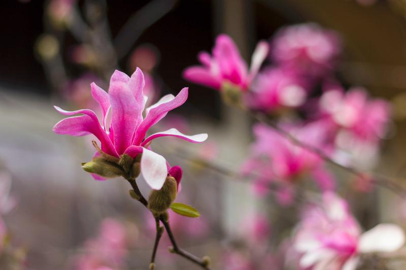 magnolia flowers backdrop picture elegant blooming scene closeup  