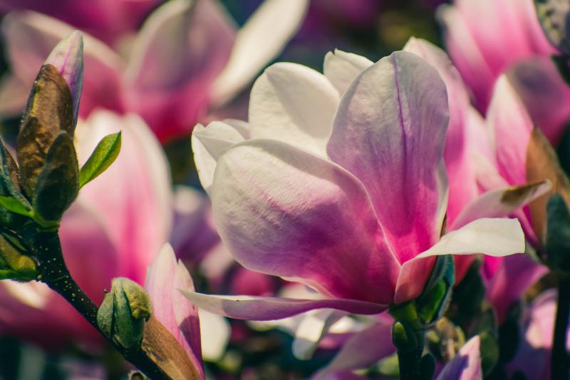 Magnolia flowers backdrop picture elegant closeup 
