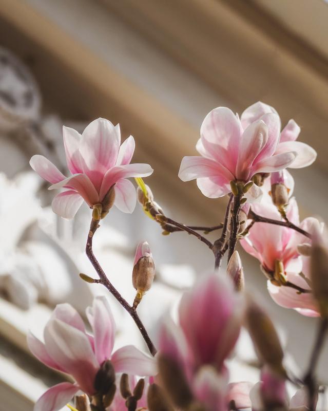 magnolia flowers backdrop picture elegant closeup 