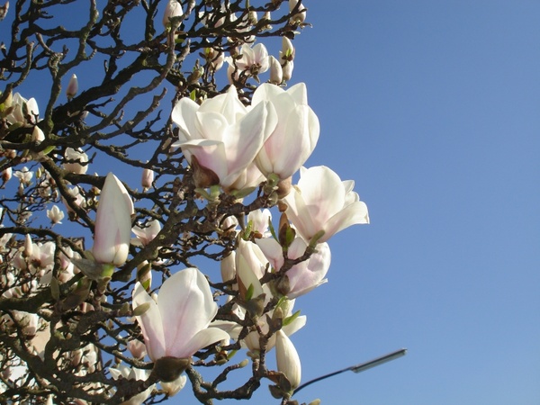 magnolia fr 