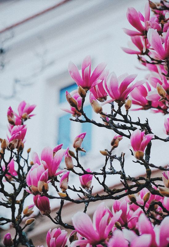 magnolia houseplant picture elegant blooming scene 
