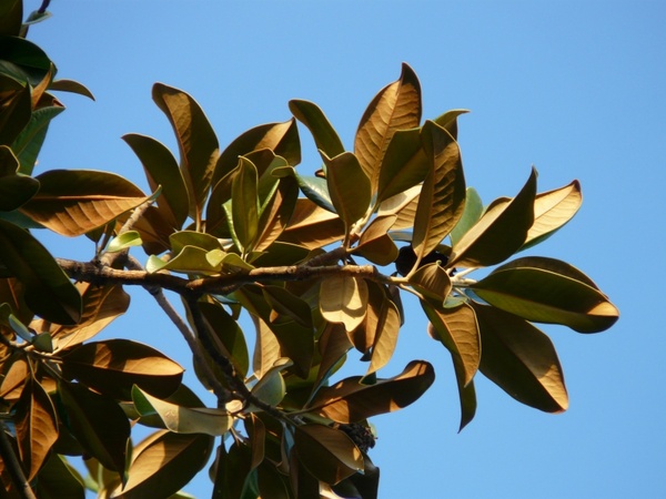 magnolia leaves tree leaves