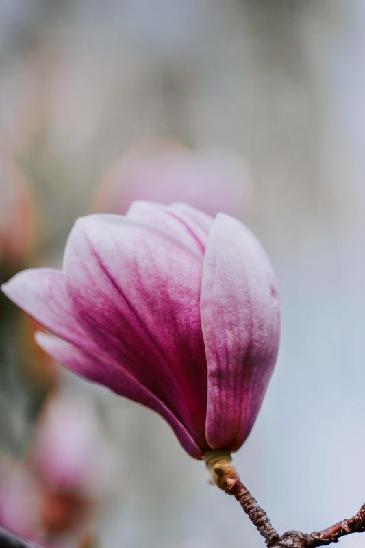 Magnolia petal backdrop picture elegant closeup 