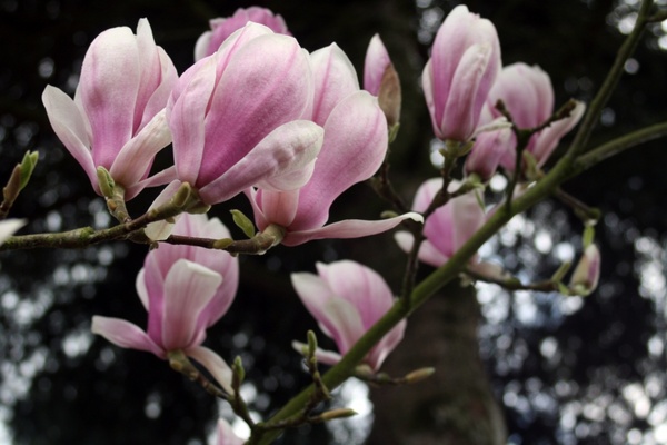 magnolia tender flower