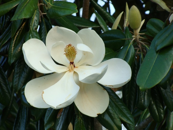 magnolia tree magnolia blossom