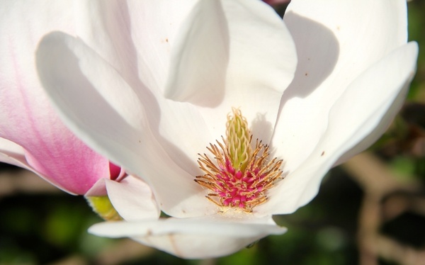 magnolia tulip magnolia flower 