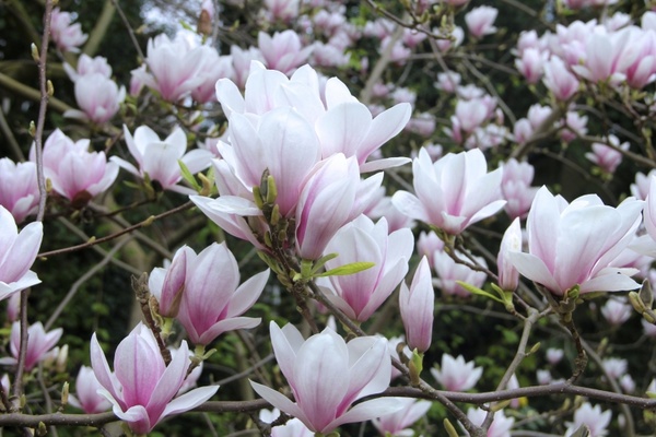 magnolia tulip magnolia flowers