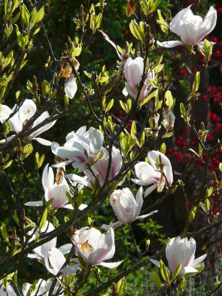 magnolia tulip magnolia tree 