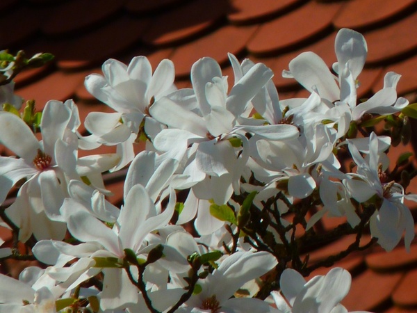 magnolia white blossom tree