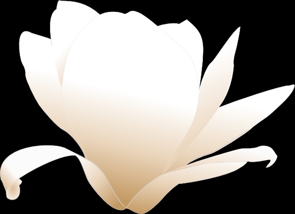 Magnolia-white clip art 
