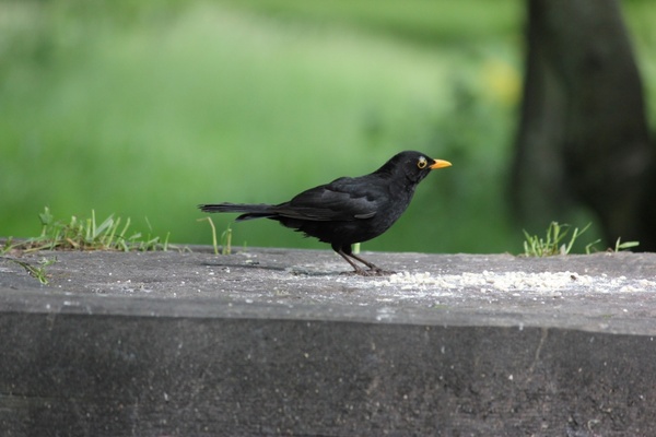 male blackbird feeding