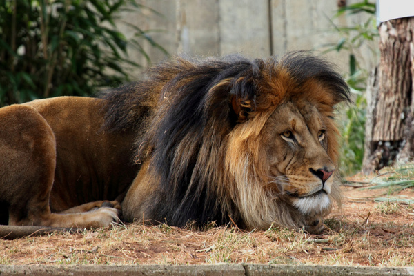 male lion resting