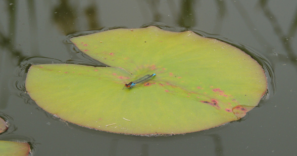 male small red eyed damselfly erythromma viridulum on a lily pad sandy bedfordshire