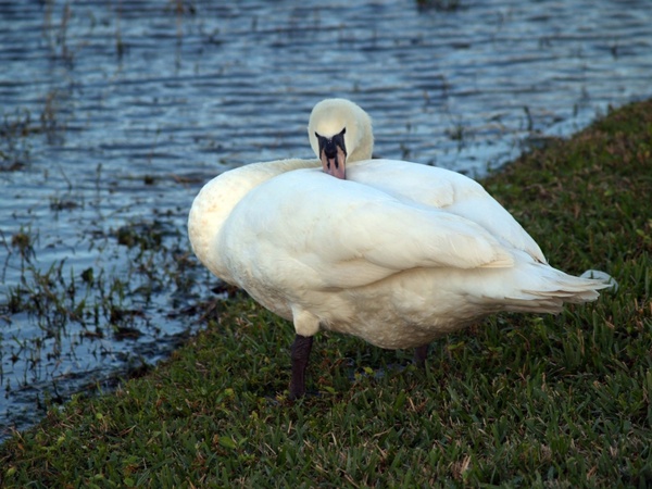 mama swan