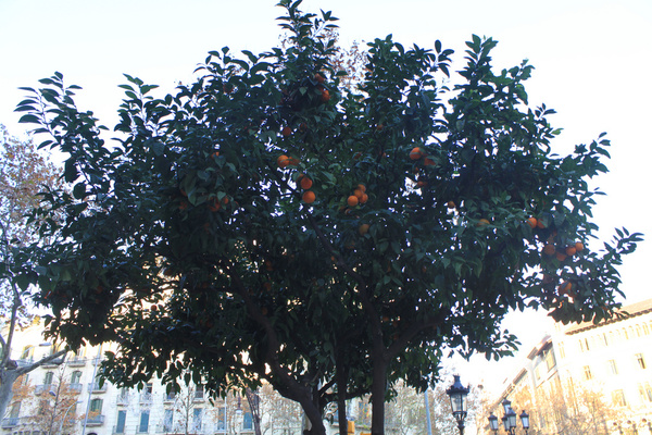 mandarines