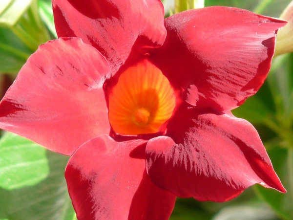 mandevilla bell shaped funnel flower