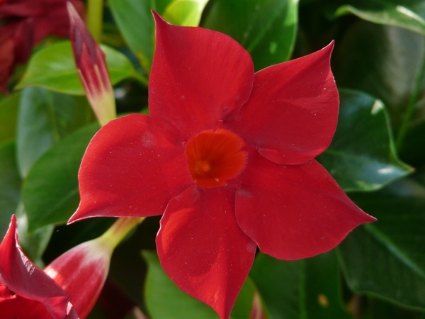 mandevilla bell-shaped funnel flower