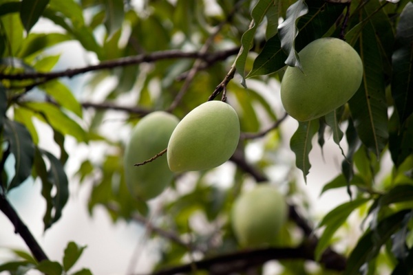 mango tree green fruits