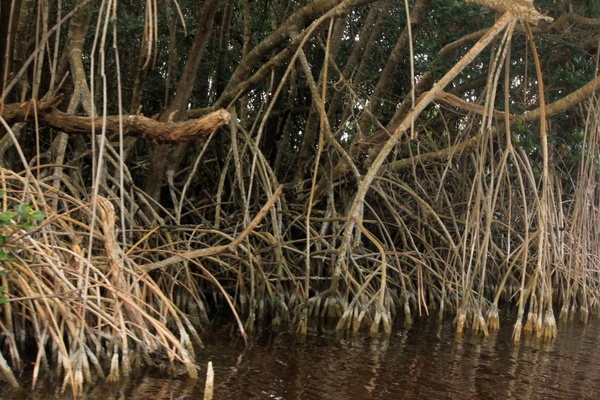 mangrove roots 