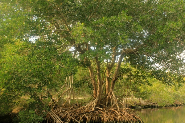 Mangrove free stock photos download (18 Free stock photos) for