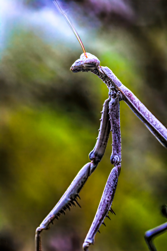mantis animal picture contrast closeup 