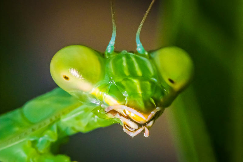 mantis insect picture closeup face