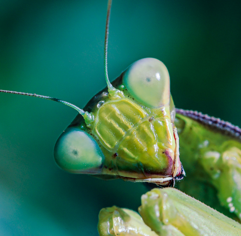 mantis insect picture closeup realistic 