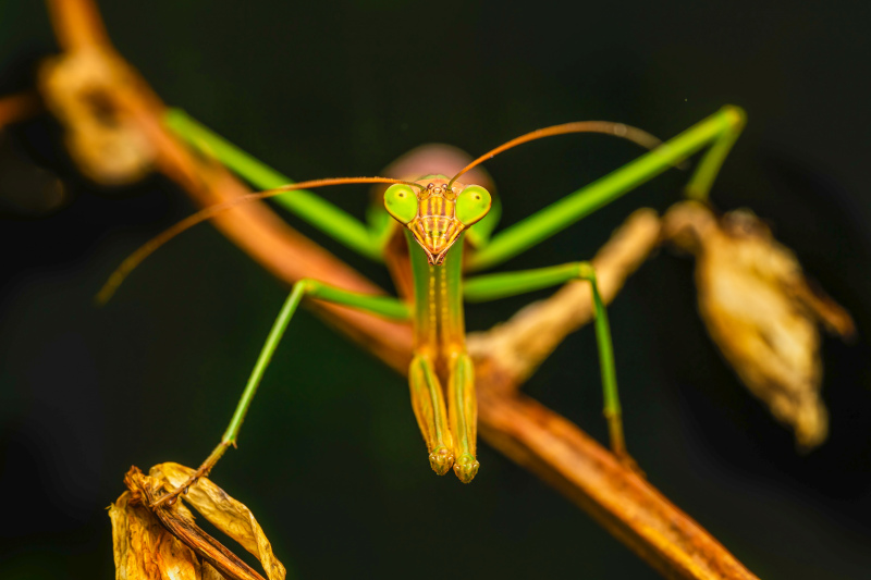 mantis picture blurred contrast closeup