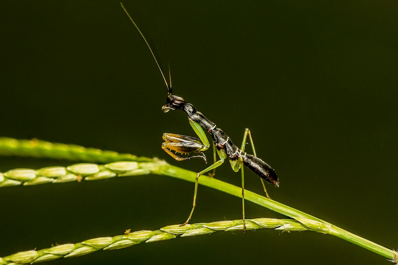 mantis picture closeup contrast modern 