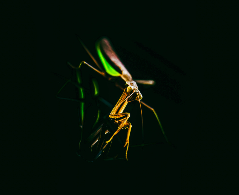 mantis picture dark contrast dynamic 