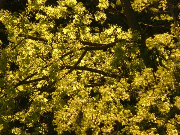 maple blossom bloom maple tree
