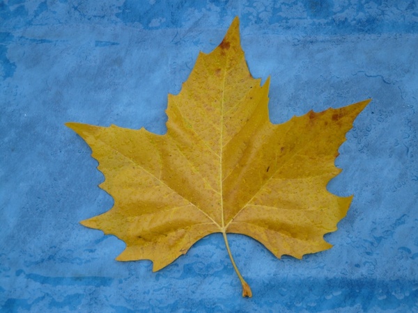 maple leaf edge jagged