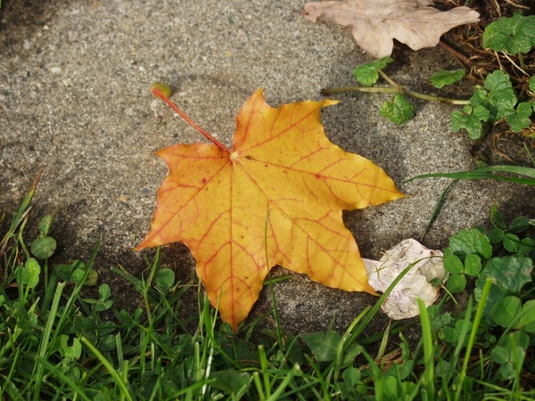 maple leaf yellow stone
