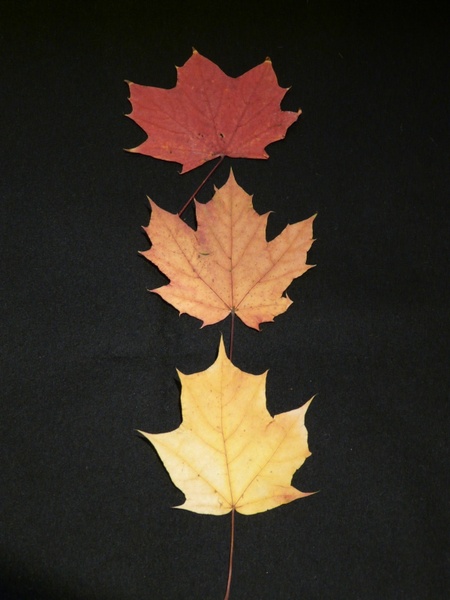 maple leaves fall leaves pressed