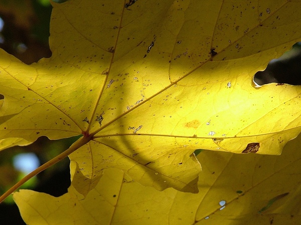 maple leaves yellow autumn