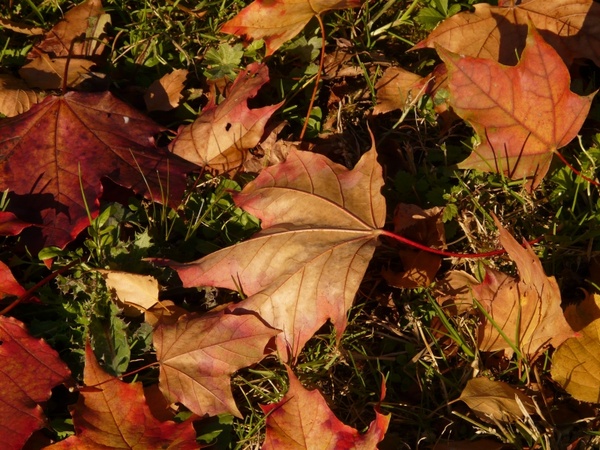 maple maple leaf autumn
