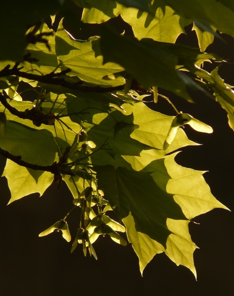 maple maple leaf journal