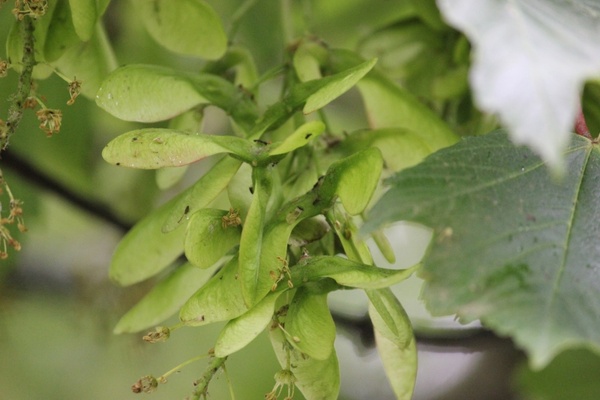 maple seeds 