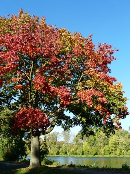 maple tree tree autumn