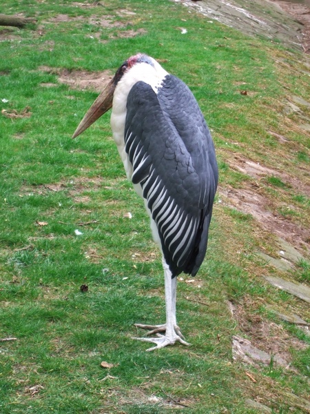 marabu jacket zoo