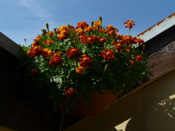 marigold balcony plant ornamental plant