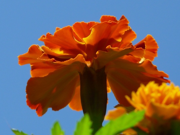 marigold flower color